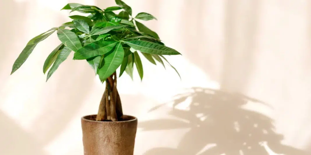 Plantas Grana